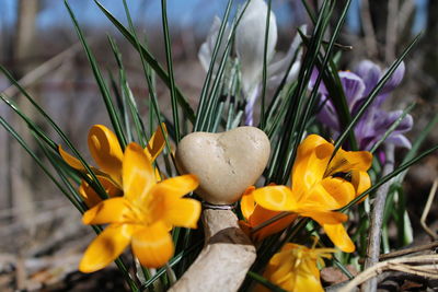 Close-up of yellow crocus flowers on field