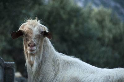 Close-up portrait of horse