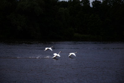 Swans flying over water