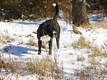 Dog on field during winter