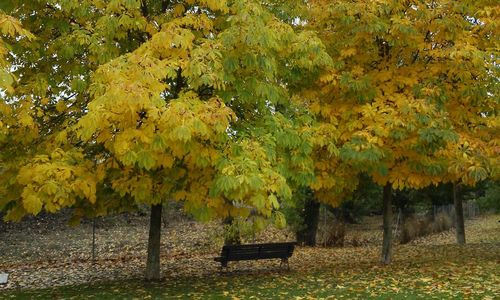 Close-up of yellow tree