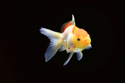 Close-up of fish swimming in sea