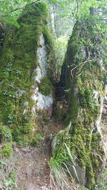 High angle view of moss growing on rocks in forest