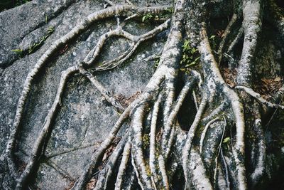 Full frame shot of tree trunk in forest