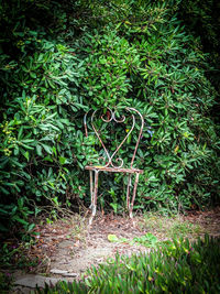 Plants growing in garden