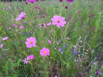 High angle view of pink flowering plants on field