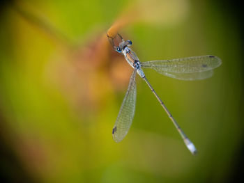 dragonflies and damseflies