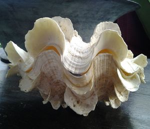 High angle view of seashells on the table