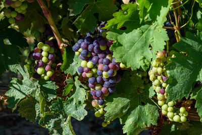 Close-up of bunch of grapes of red tempranillo grapes in summer before harvest