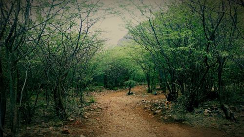 Narrow pathway along trees in forest