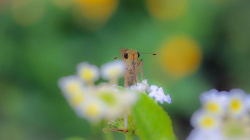 Close-up of insect on plant