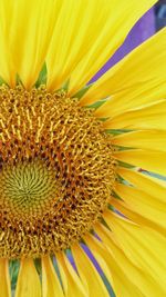 Close-up of sunflower