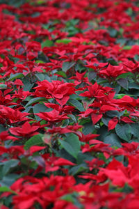 Full frame shot of red flowers