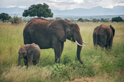 Elephants in a field