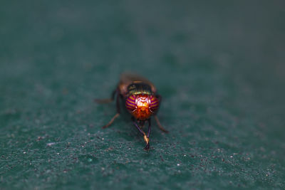 Close-up of insect on flower