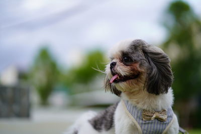 Close-up of a dog looking away