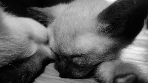 Close-up of cat sleeping on bed