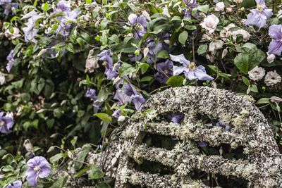 Close-up of purple flowers