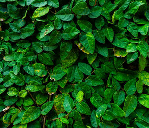 Full frame shot of green leaves