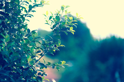 Low angle view of tree against sky