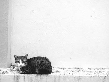 Portrait of cat sitting on wall