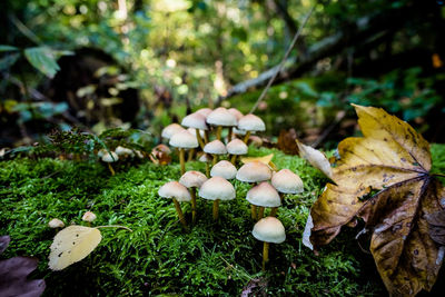 Close-up of mushrooms growing on field