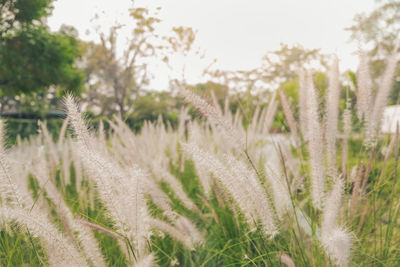 Close-up of stalks in field against sky