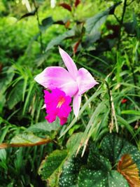 Close-up of pink flower blooming outdoors