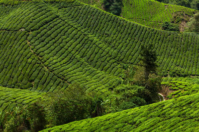 Scenic view of agricultural field