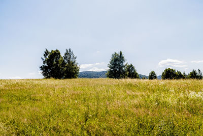 Scenic view of field against sky