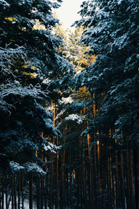 Low angle view of trees in forest