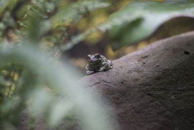 Close-up of frog on plant