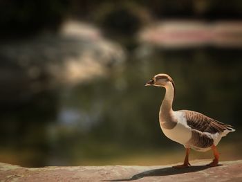 Side view of a bird against blurred background