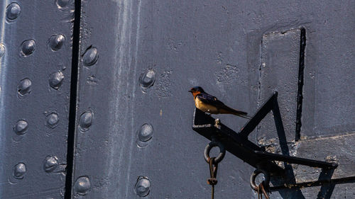 Close-up of bird on wooden door