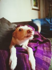 Close-up of dog sitting on sofa at home