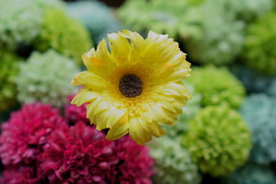 Close-up of yellow flower blooming outdoors