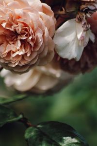 Close-up of rose blooming outdoors