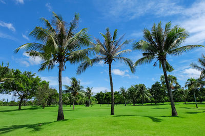 Palm trees on field against sky