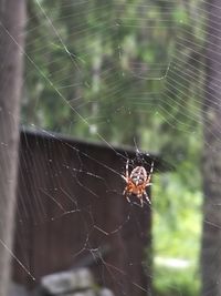 Close-up of spider and web against blurred background