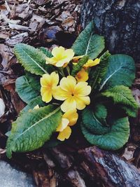 Close-up of yellow flowers