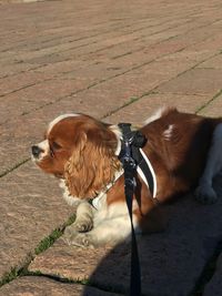 Dog sitting outdoors