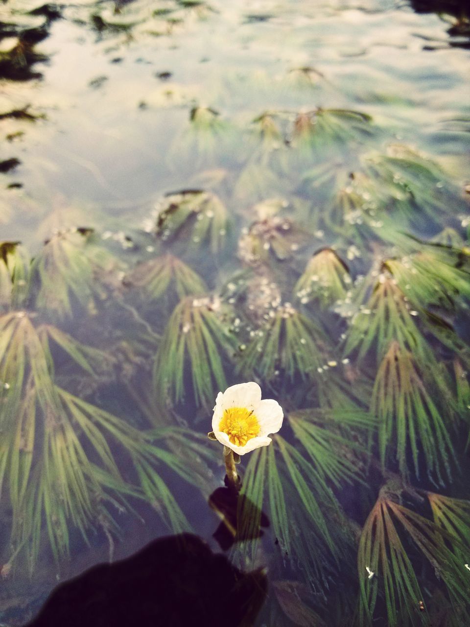 flower, freshness, fragility, growth, flower head, petal, beauty in nature, nature, plant, yellow, blooming, single flower, close-up, high angle view, pollen, water, white color, day, outdoors, in bloom