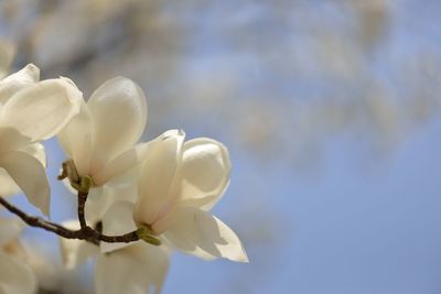 Close-up of white flowers blooming outdoors