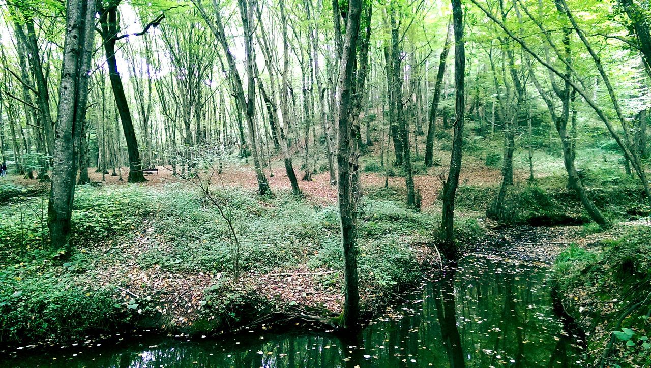 tree, forest, tree trunk, woodland, growth, tranquility, nature, tranquil scene, beauty in nature, green color, branch, lush foliage, scenics, wood - material, non-urban scene, day, woods, plant, outdoors, water