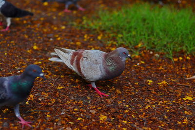 Close-up of pigeons on field during autumn