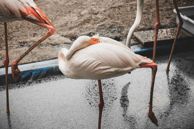 High angle view of bird drinking water