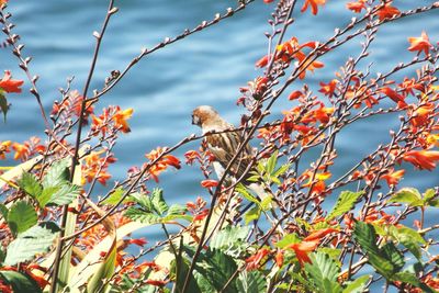 Close-up of bird perching on tree against sky