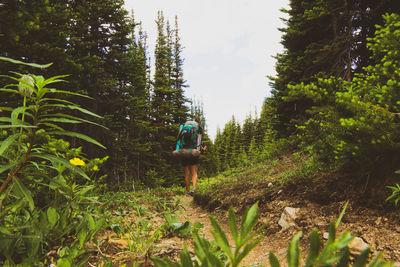Rear view of man walking in forest