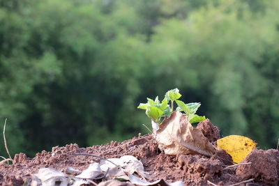 Close-up of plants against blurred background