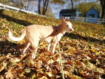 Close-up of dog standing on field during autumn